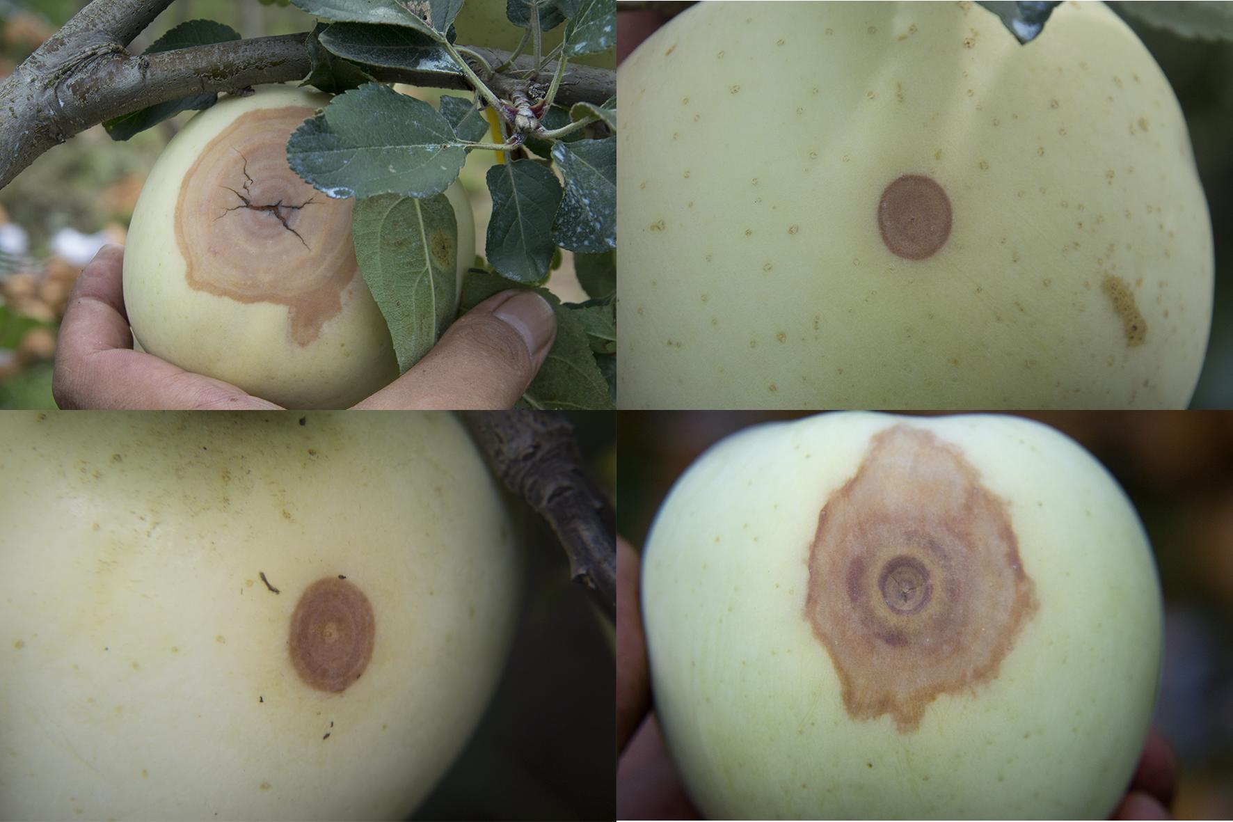 冰雹对今年红富士苹果的影响,大风沙尘降温对红富士苹果的影响