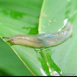 菜园鼻涕虫泛滥，学好这几招，实用方便，蔬菜无公害，快来试一试