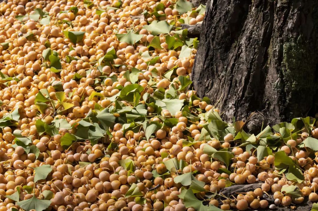 给秋天带来韵味的银杏树，在荷兰竟然人嫌狗不待见