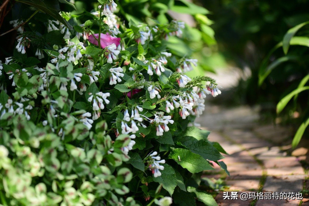 河马花园植物大全,荷马花园的月季