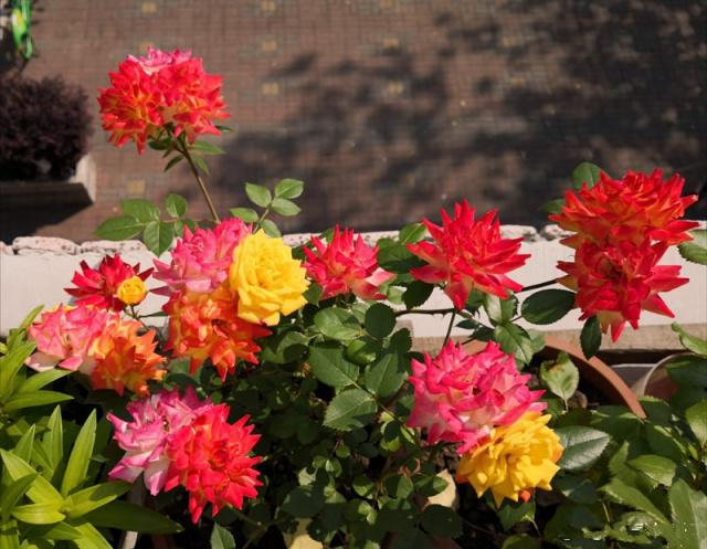 爬藤月季怎么牵引花墙才能开爆花,爬藤月季红色龙沙宝石花墙效果