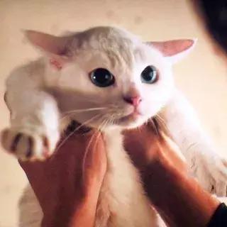 宠物生活节南京,南京宠物文化节活动