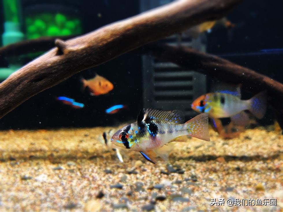 金波子为什么不好养,为什么新手不建议养金波子