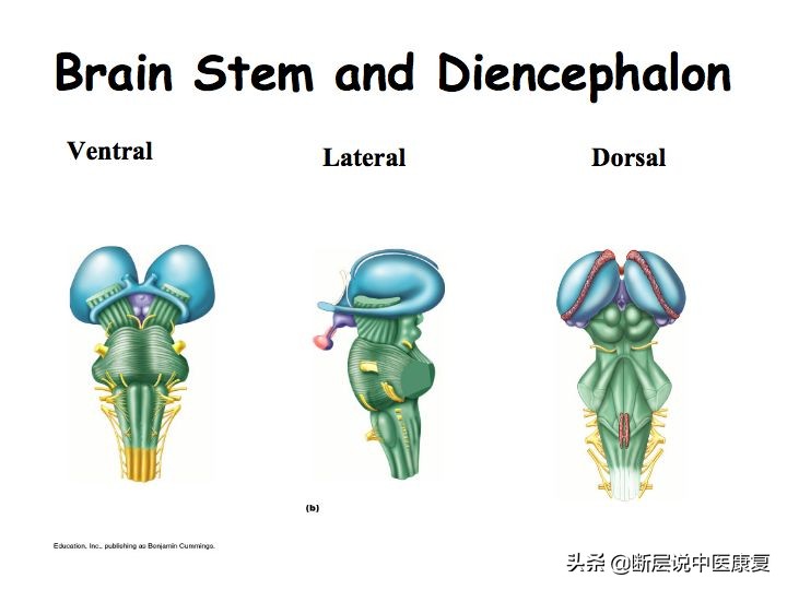 中枢神经系统断层解剖讲解,中枢神经3d解剖动画