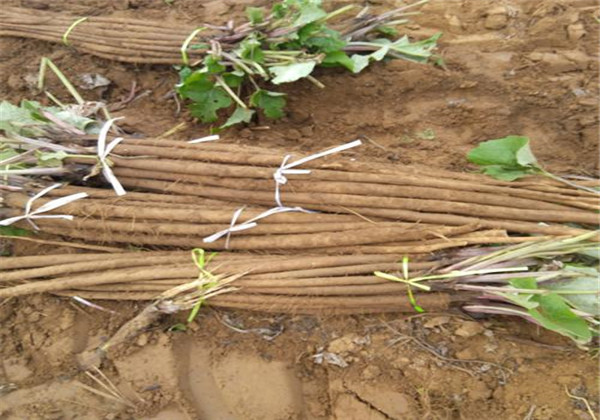 牛蒡怎么种植方法和技术视频,牛蒡种植的方法和注意事项