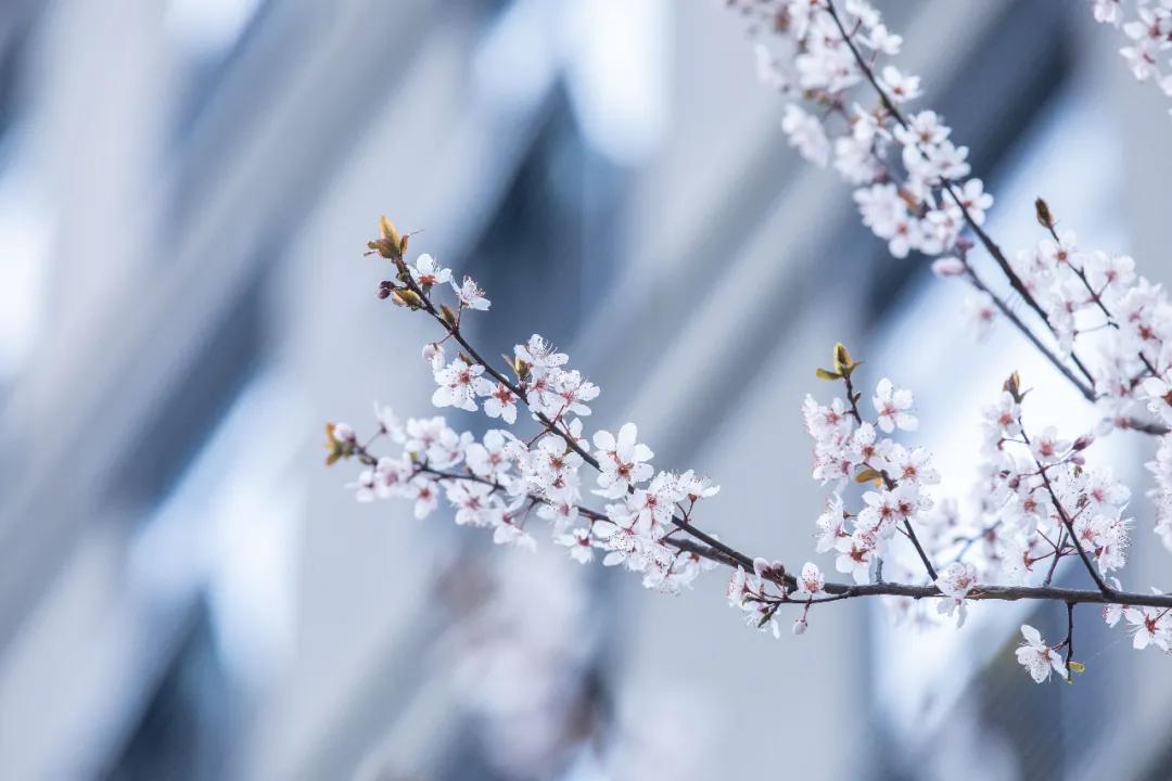 杭州美职学校风景,杭州美丽学校评选