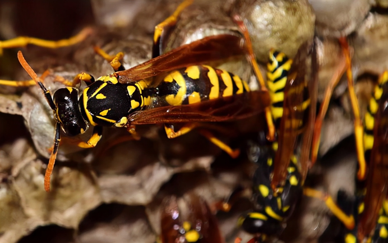 今年被马蜂蜇死多少人,多人被马蜂蜇伤目前已送医治疗