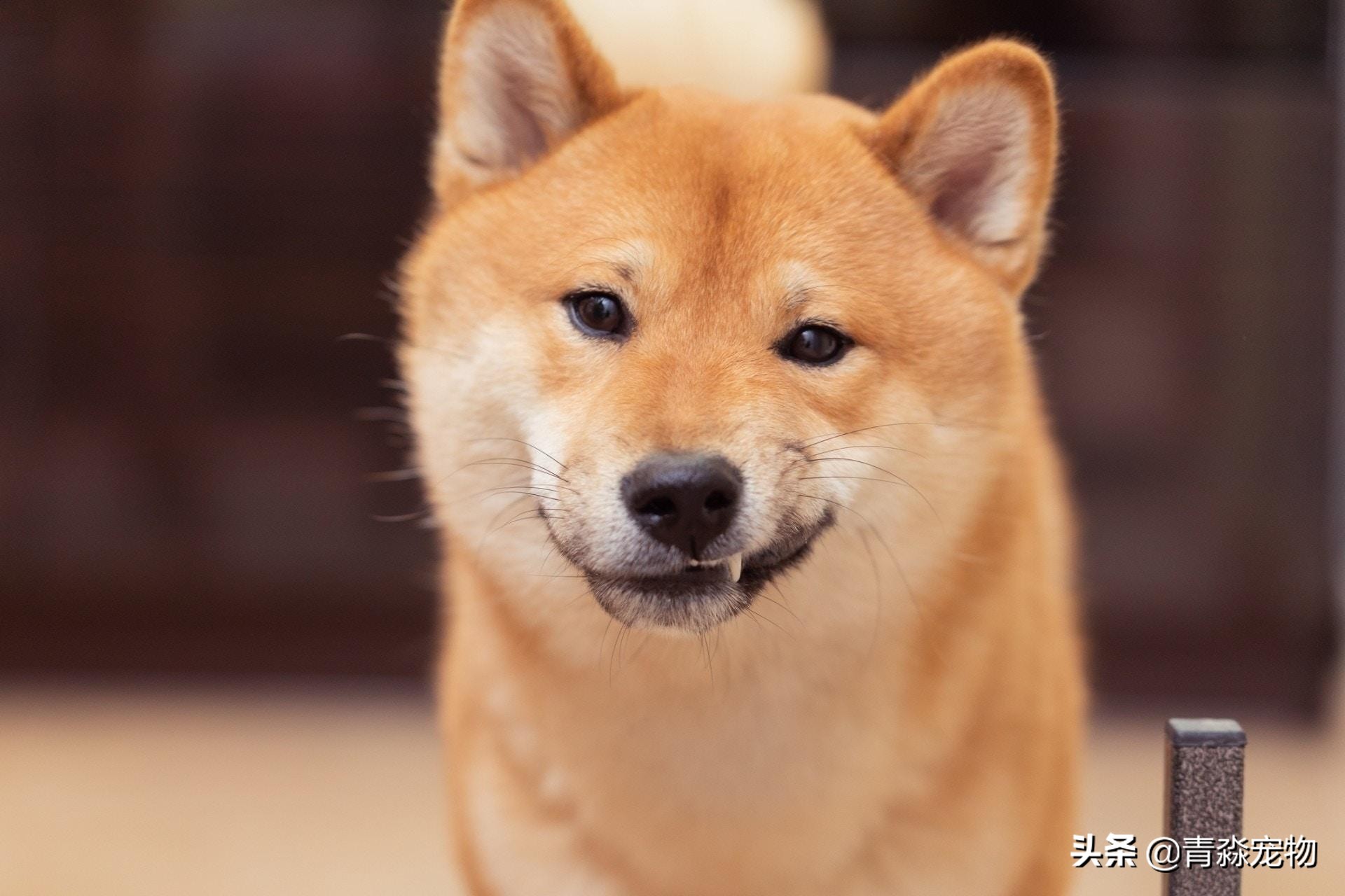 爱犬丢失找回最佳方法,爱犬走失主人怎么找回