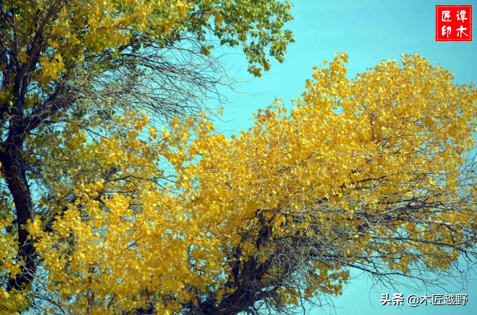 当木工学徒,当木匠的故事