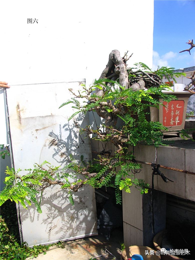 岭南盆景造型技术视频,岭南盆景极品成型图片