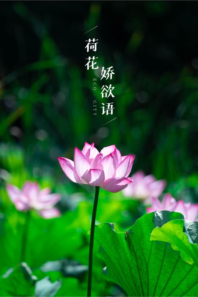 看云卷云舒赏繁星满天,看云卷云舒唯美诗词