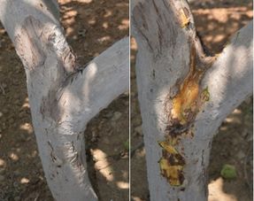 核桃树主要病虫害的防治与识别,核桃的病虫害防治研究进展