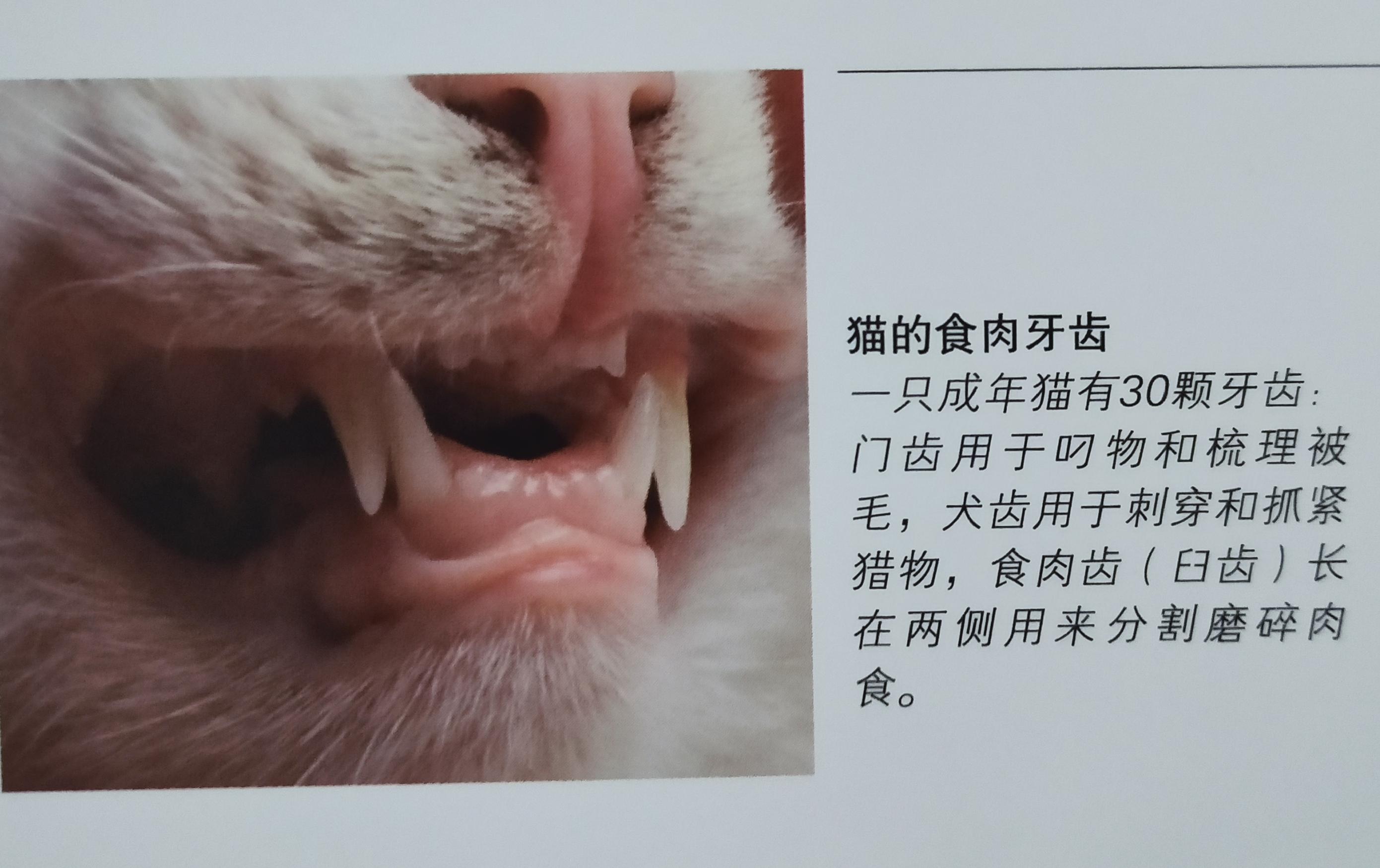 有些人家里养了非常多的猫咪,很多人都养猫咪的原因