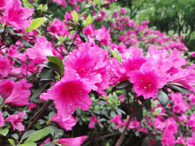 杜鹃花如何养会更好,土壤栽培的杜鹃花怎么才能养好呢