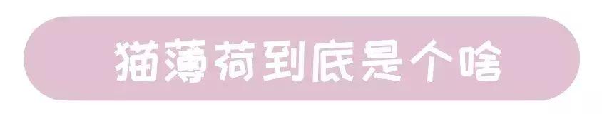 猫薄荷对猫咪有什么危害吗,让猫咪陷入疯狂的猫薄荷