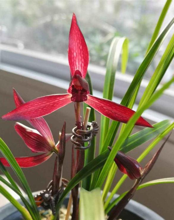 兰花品种大全莲瓣兰,兰花品种大全独脚兰