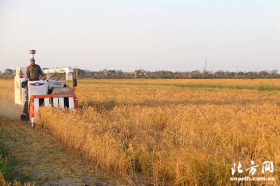 生态稻花香大米好吃不,天津七里海稻田大米怎么样