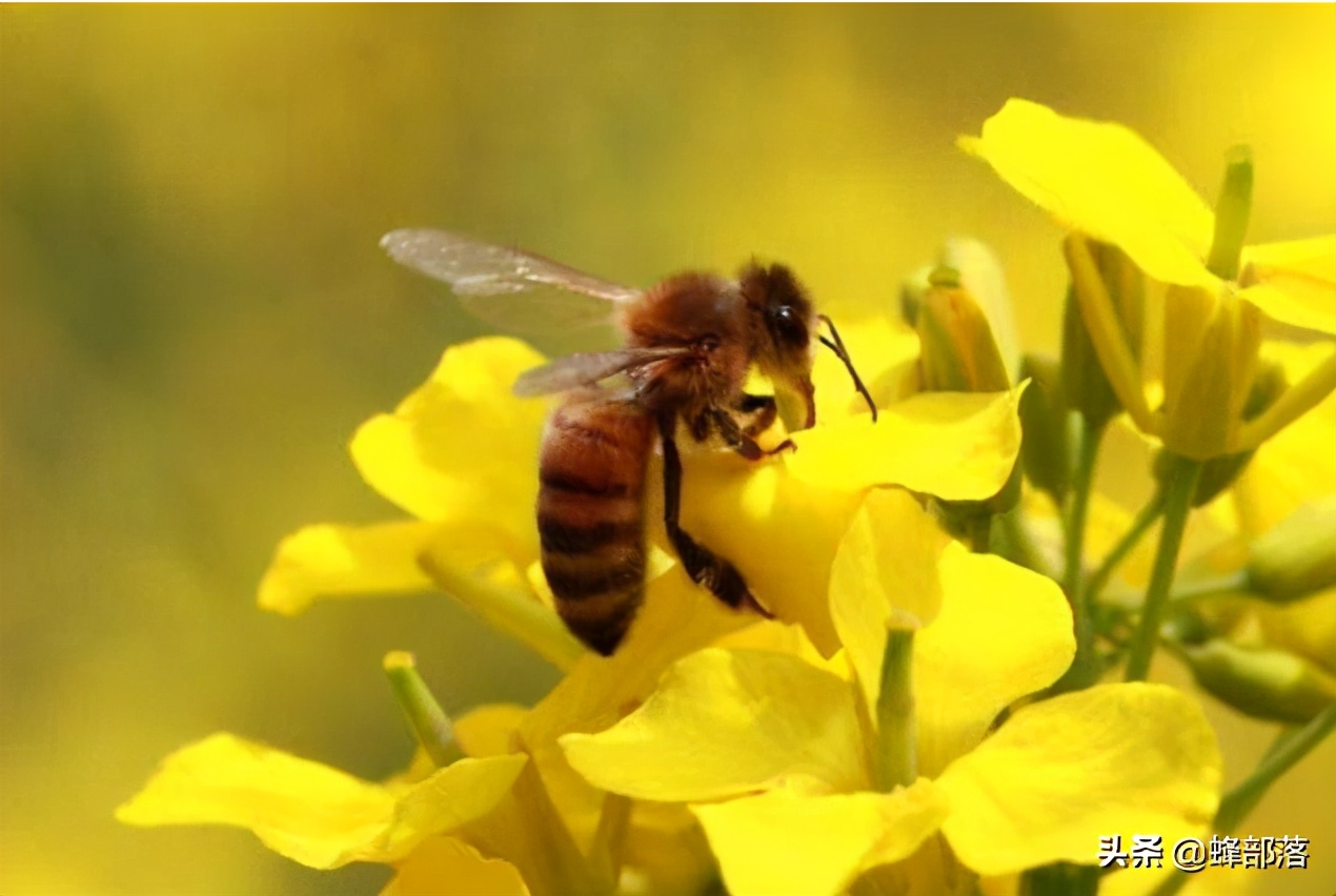 蜜蜂很凶换蜂王能解决吗,蜜蜂换蜂王最佳方法