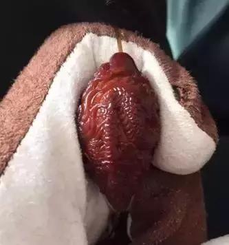 橄榄核盘污了怎么办,橄榄核脏了用什么清理