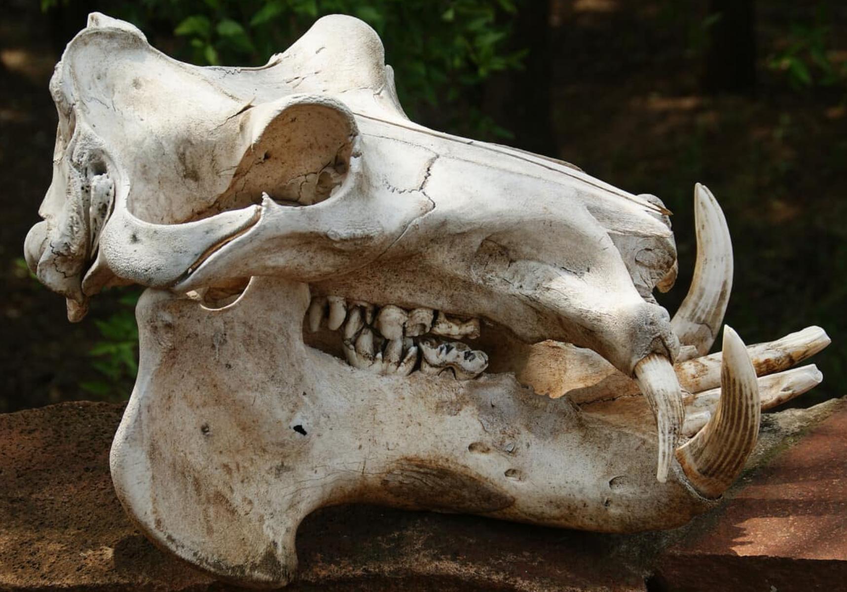 河马攻击河马吗,河马为什么会怕鳄鱼