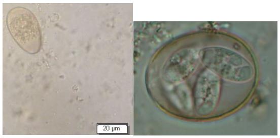 中国农大预防兽医,中国农业大学潘保良