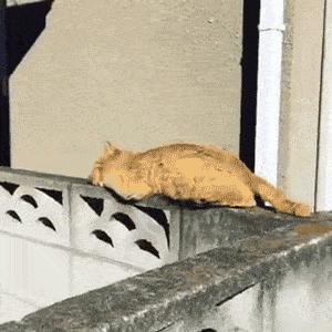 鑷粠鏈変簡鐚不鎰堜簡鎴戠殑鎳掓儼,涓轰粈涔堣姗樼尗鍗佹涔濇福