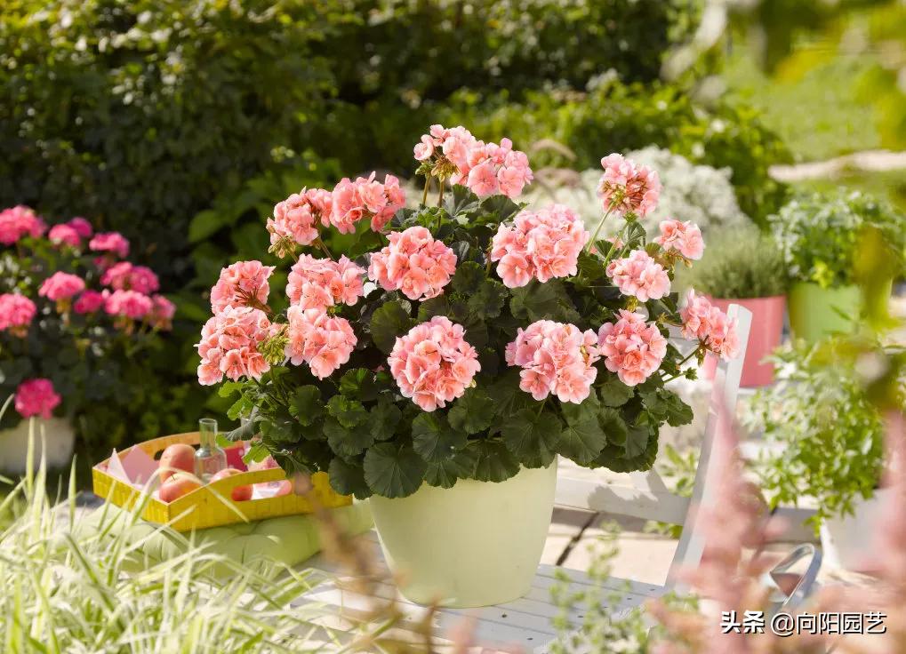 冬天值得养的7种花,这6种花冬天冻不死还花开不断