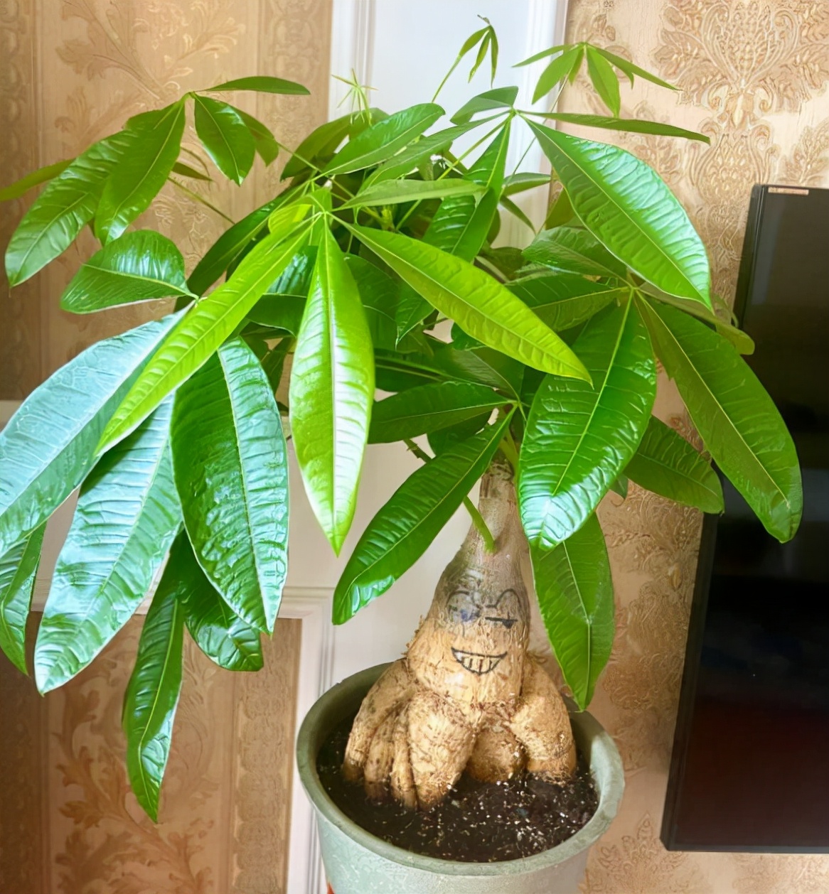 养发财树3个忠告,养发财树有什么禁忌