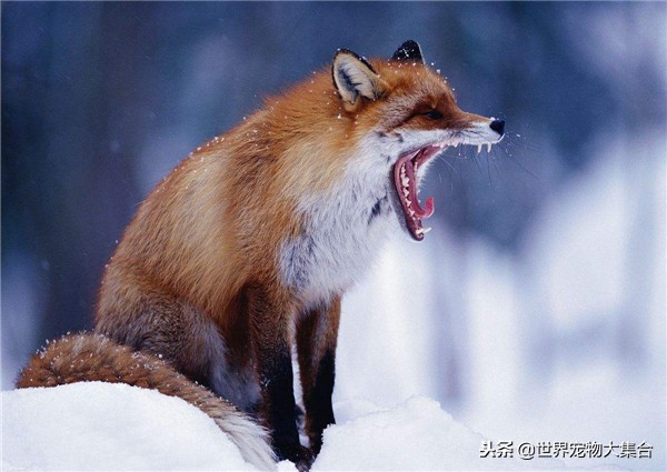 狐狸有狐臭的视频,请问狐狸身上真的有狐臭吗