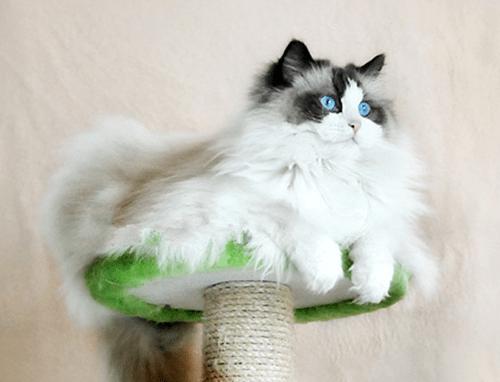 猫咪伤口化脓形成空腔,猫咪被咬伤口化脓怎么处理