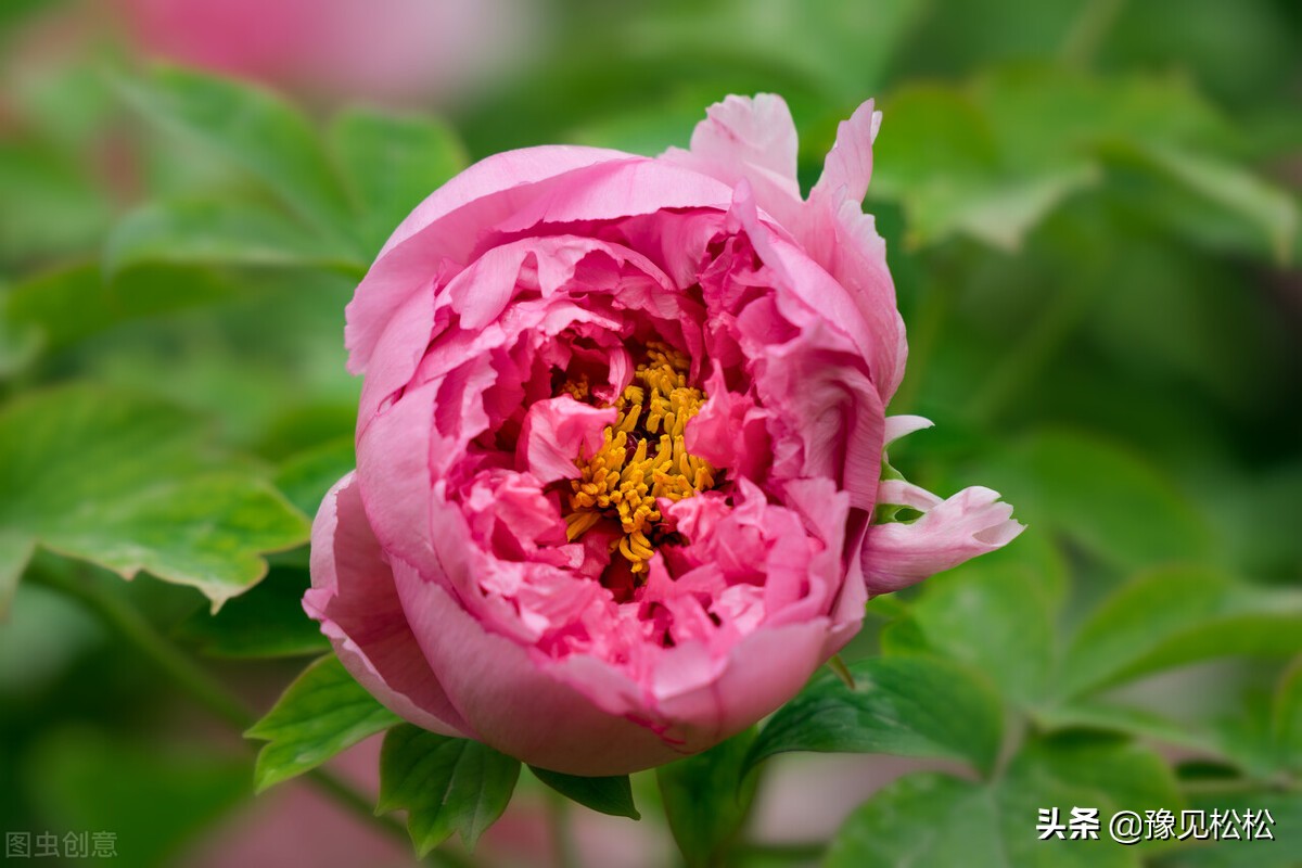 洛阳为什么成为第二大城市,洛阳在中国城市发展中的地位