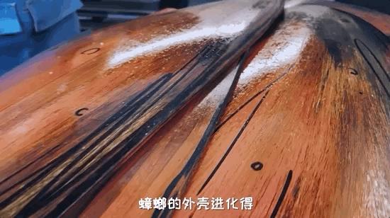 模型师消除家里蟑螂的模型,老袁如何消灭家里的蟑螂