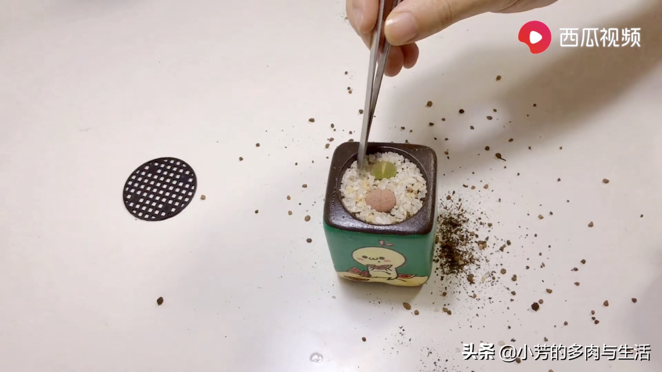 多肉生石花需要修根吗,多肉生石花怎么发根