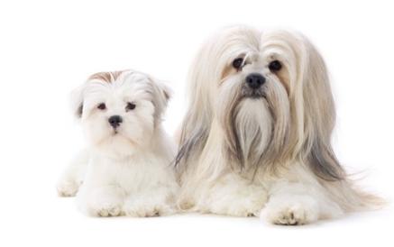 狗身上的味道不花钱怎么最快去除,狗狗身上没有味家里有味怎么回事