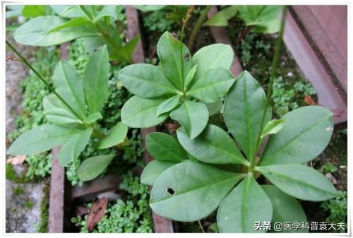 每日一药土人参补气润肺止咳调经,身体虚抵抗力差吃什么人参好