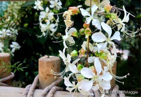 maggie的美丽日记 (maggie的美丽物语真实感受)