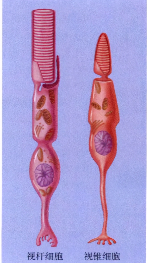 心理学的生物学基础知识,生物心理学知识书籍