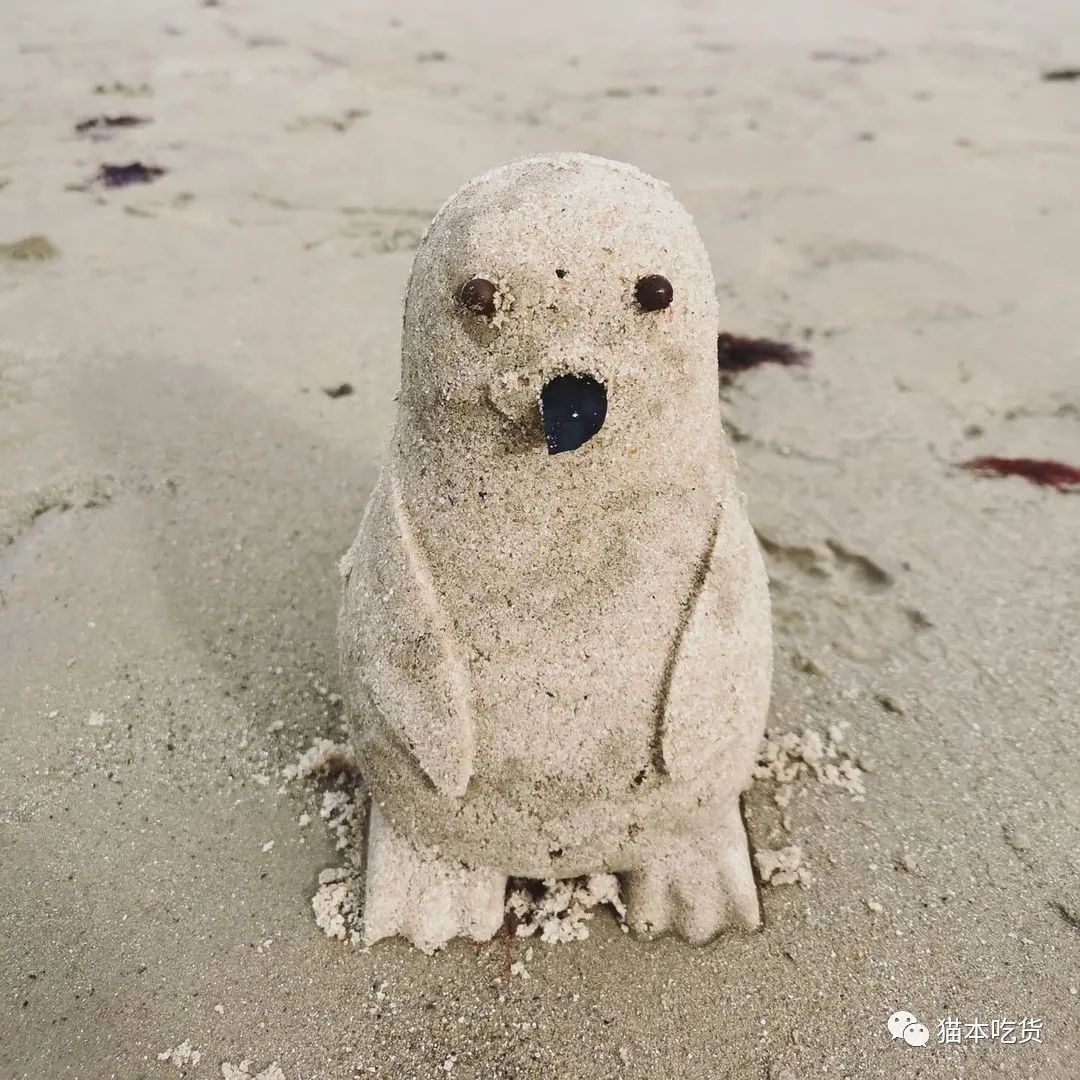 墨尔本小企鹅,墨尔本企鹅完整视频