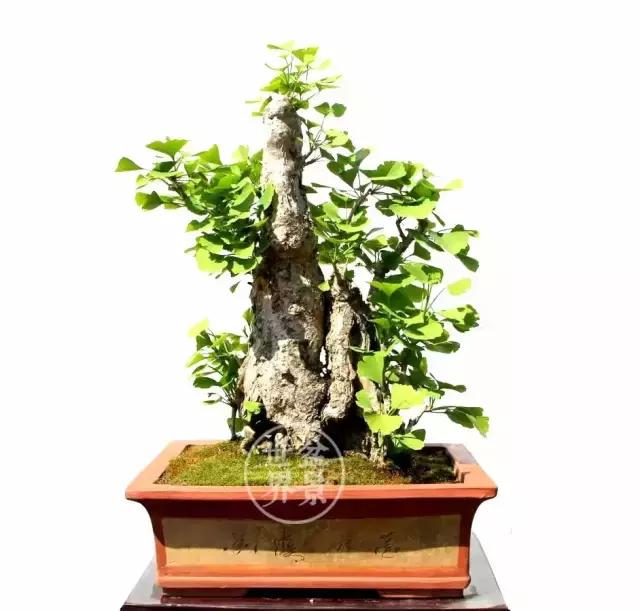 文人银杏树盆景造型参考图,银杏巨型老桩盆景