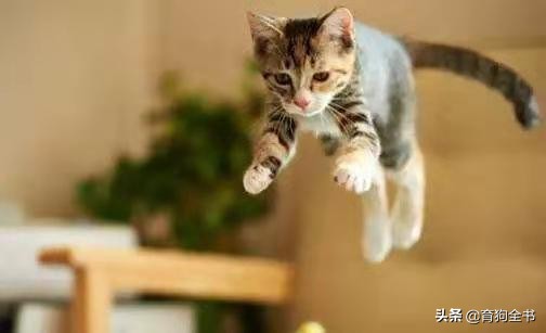 新手养猫必须要懂的几种行为,养猫新手一百条养猫常识