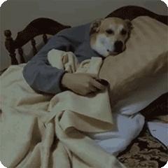 给狗狗做绝育的处方,狗狗绝育后性格