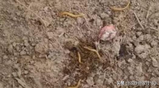 红小豆最佳种植方法小妙招,红小豆高产种植技术