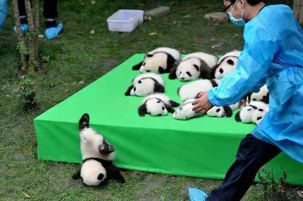 大熊猫消化竹子原理,国宝大熊猫为什么能消化竹子