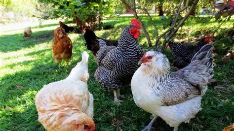 美国69岁男子和母鸡关系不得体，与其录下不雅视频被捕入狱