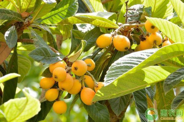 枇杷盆栽种植不开花是什么原因,枇杷盆栽有哪些种植方法