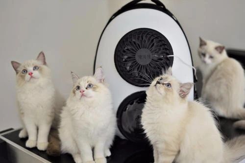 天气热如何预防猫中暑,怎么判断猫中暑很严重