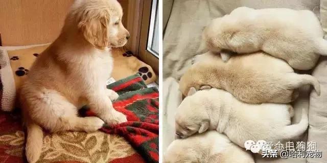 金毛和拉布拉多小狗如何区分,拉布拉多和金毛的区别哪个聪明些