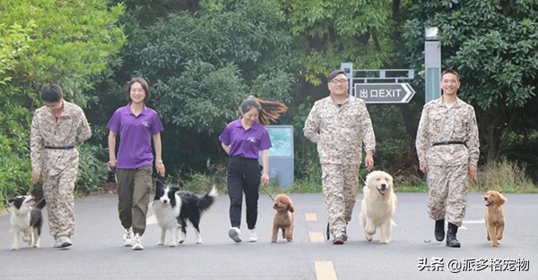 派多格宠物南京,派多格宠物学习美容多少钱