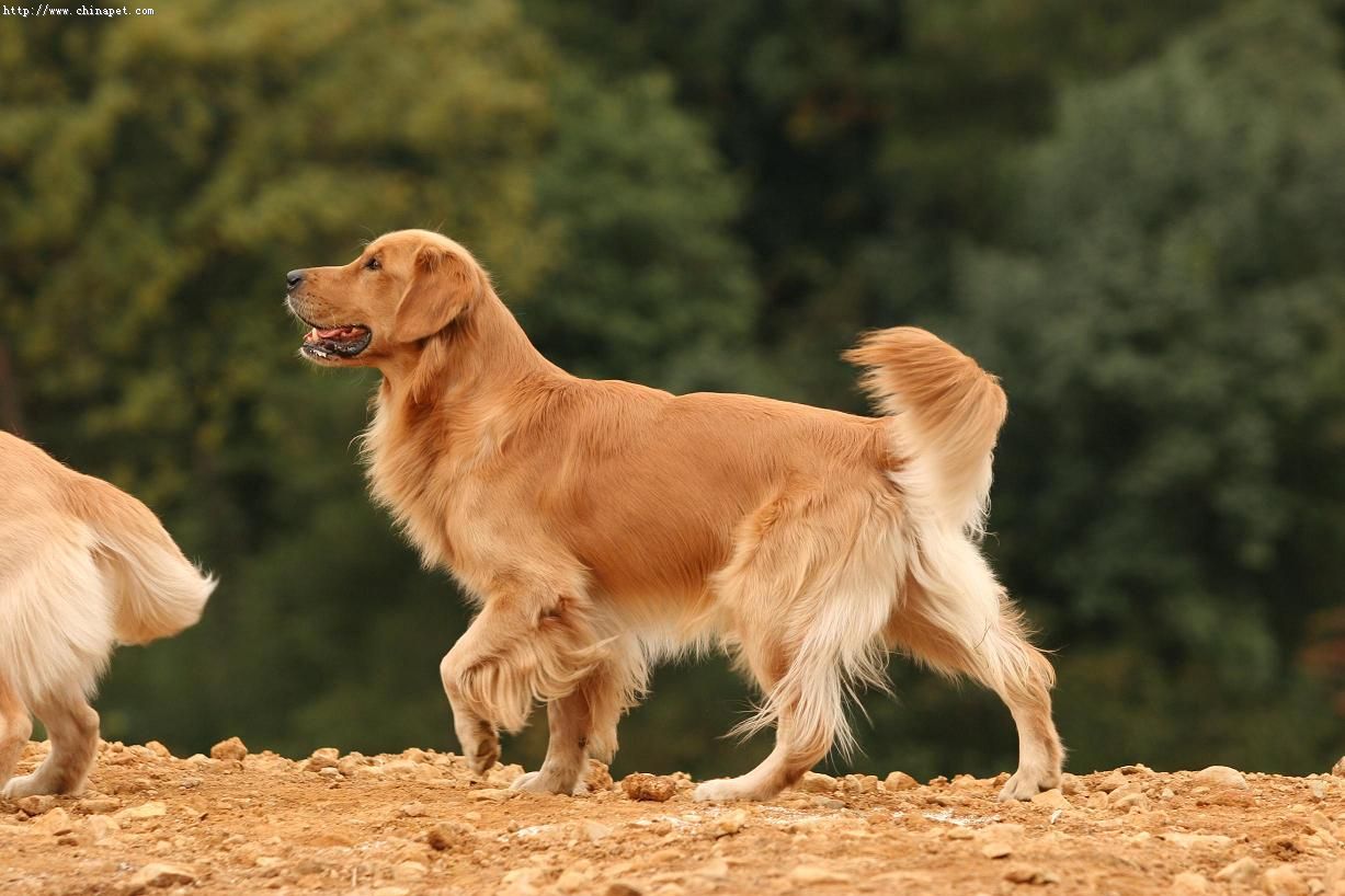 不喜欢金毛,不喜欢金毛舔怎么办