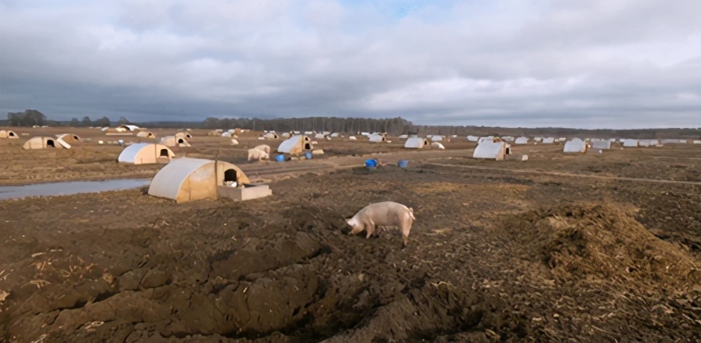 腌香肠用猪肉部位,什么猪肉做香肠最好吃